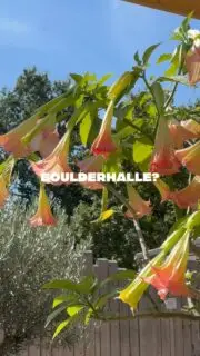 halb boulderhalle halb gewächshaus